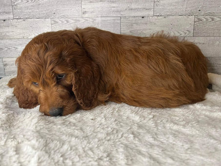 New arrival coming soon.