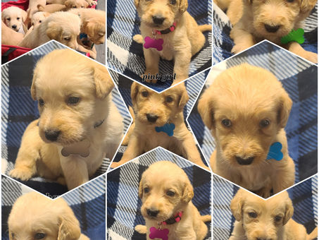 Labradoodles $750 Christmas Sale