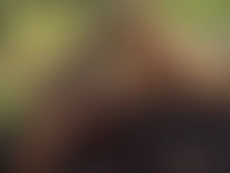 Labradoodle 14 weeks