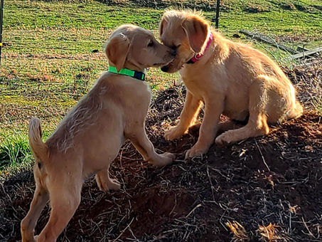 Labradoodle 14 weeks
