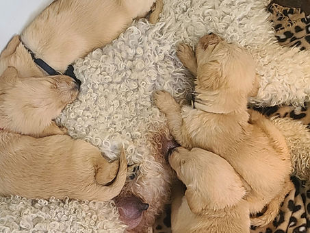 15% Off Labradoodles