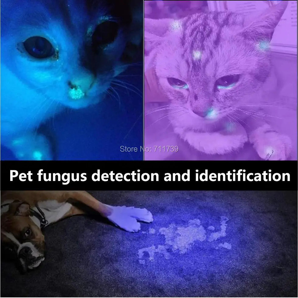 Thumbnail: 20w 365nm UV(Ultraviolet) aluminium Body Flashlight + cell