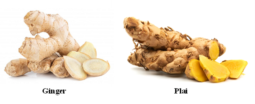 Comparison of the Characteristics of Ginger and Plai
