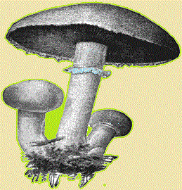 magic mushrooms 2.gif