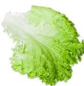 Lattuga.png