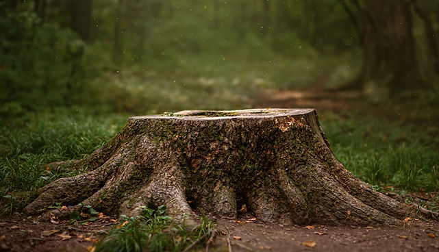 stump.jpg