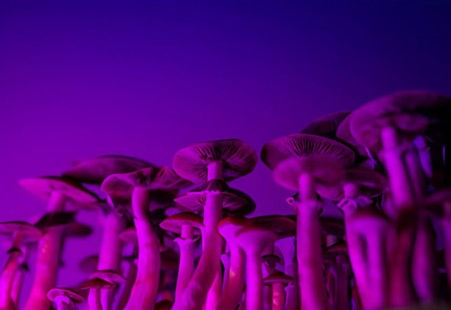 psychedelic mushroom store in MD