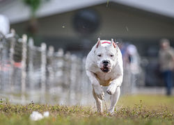 Flor running Fastcat