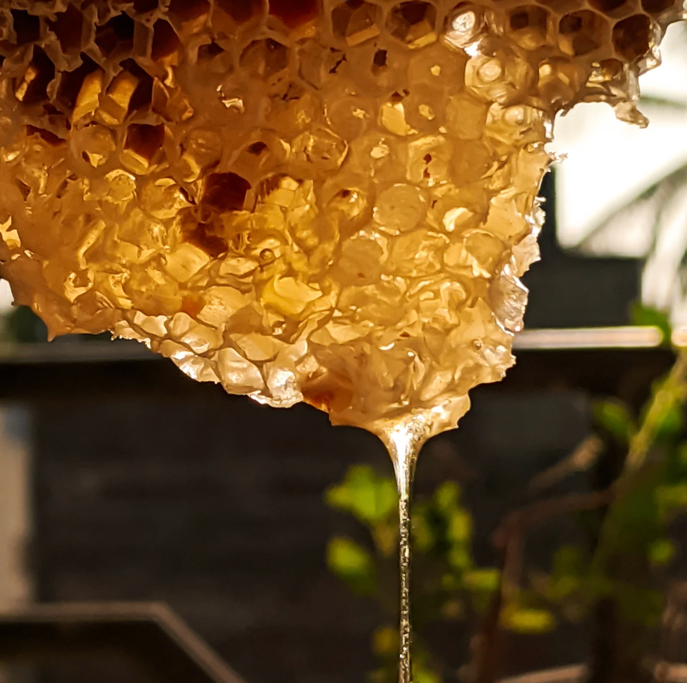 Bee Body Bar