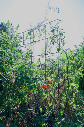 DSC00184.png
