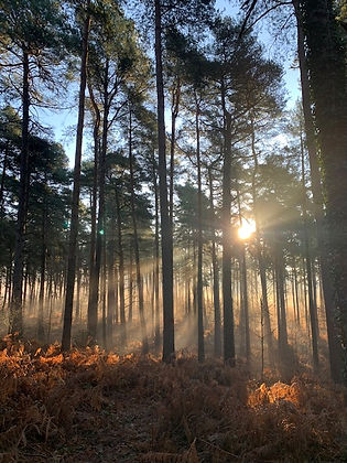 woodland.jpeg