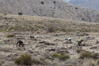 Nueva actuación de reforestación en El Cortijico