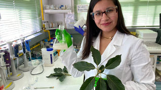 Estudiante de Ingeniería Civil Ambiental desarrolla modelo de descontaminación de herbicidas con bacterias aplicadas en hojas de palto