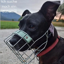 Maulkorb für Hunde