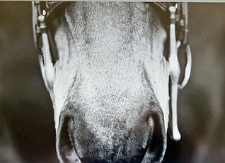 Web Bridle (1)_edited_edited.jpg