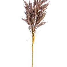 0009261_31-dried-sorghum-spray.jpeg