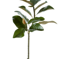 0002689_32-magnolia-leaves-stem-wbud.jpeg