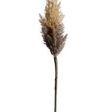 0008062_33-dried-astilbe-spray.jpeg