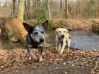 IMG_3001 Kopie.jpeg