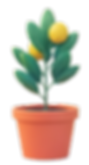 small lemon tree