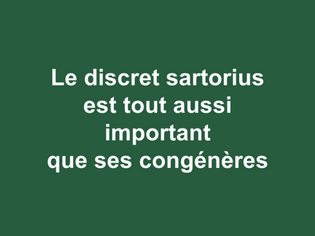 L’entraînement physique footballistique des sartorius