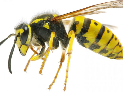 Nid de guêpes chez vous : ce qui arrive vraiment si vous l'attaquez seul