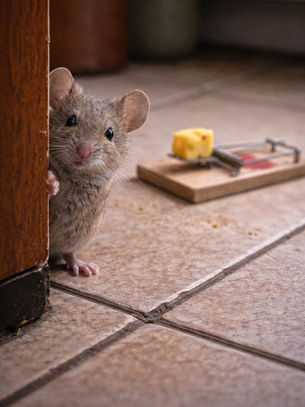 Pièges à souris : lequel choisir, combien bien le poser et pourquoi ça ne suffit pas toujours