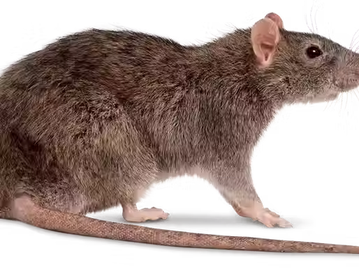 Dératisation chez les particuliers : guide complet pour agir efficacement