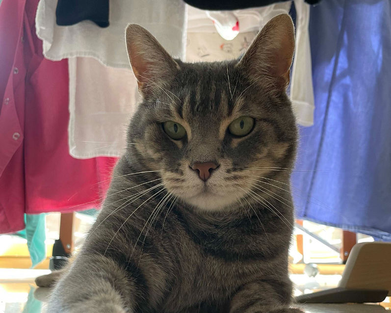 chat petsitting lyon