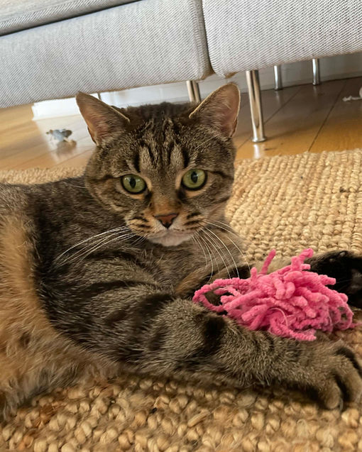 chat petsitting lyon