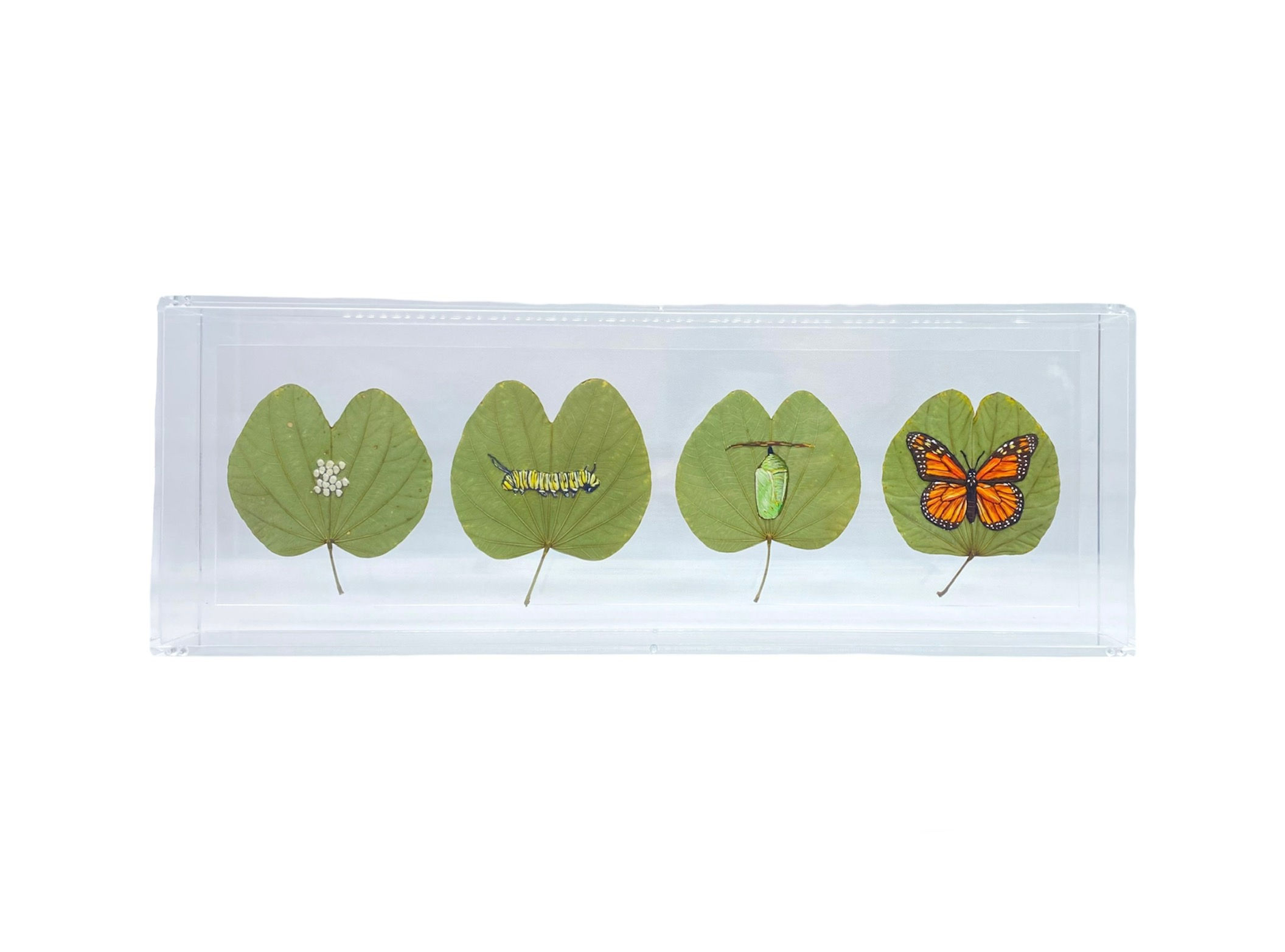 Série: Metamorfose Monarca