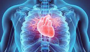 Cardiovascular 