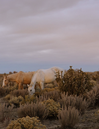 Ranchlands x NOMADSofORIGIN Magazine (1).png