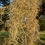 Thumbnail: Spanish Moss