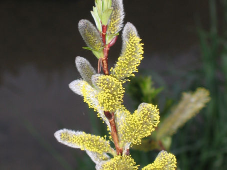 Salix udensis 'Sekka'