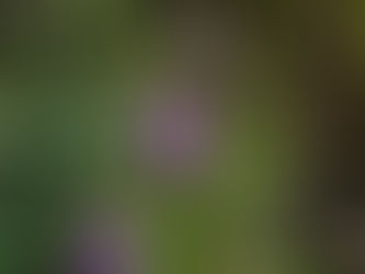 Pogostemon yatabeanus 'Japan'