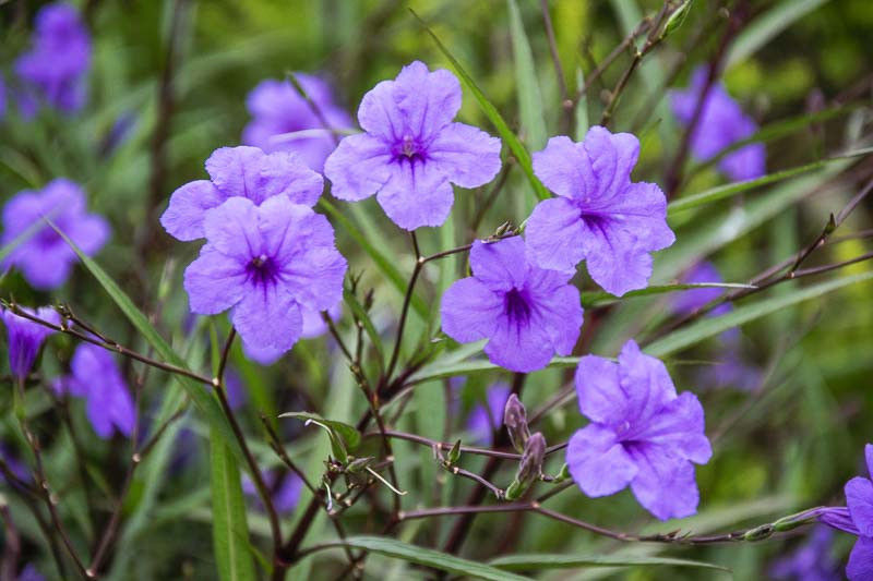 Ruellia brittoniana