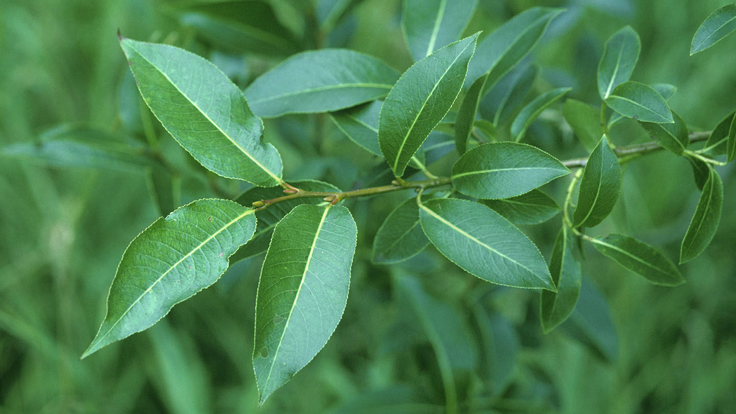 Salix pentandra
