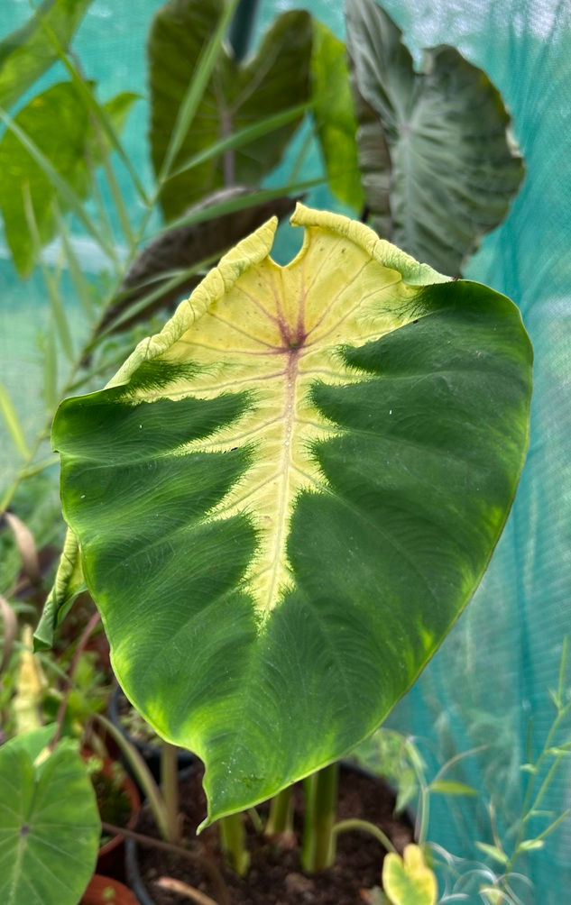 Colocasia 'Aurora Princess'