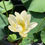 Miniatura: Nelumbo 'Green Maiden' - loto nano