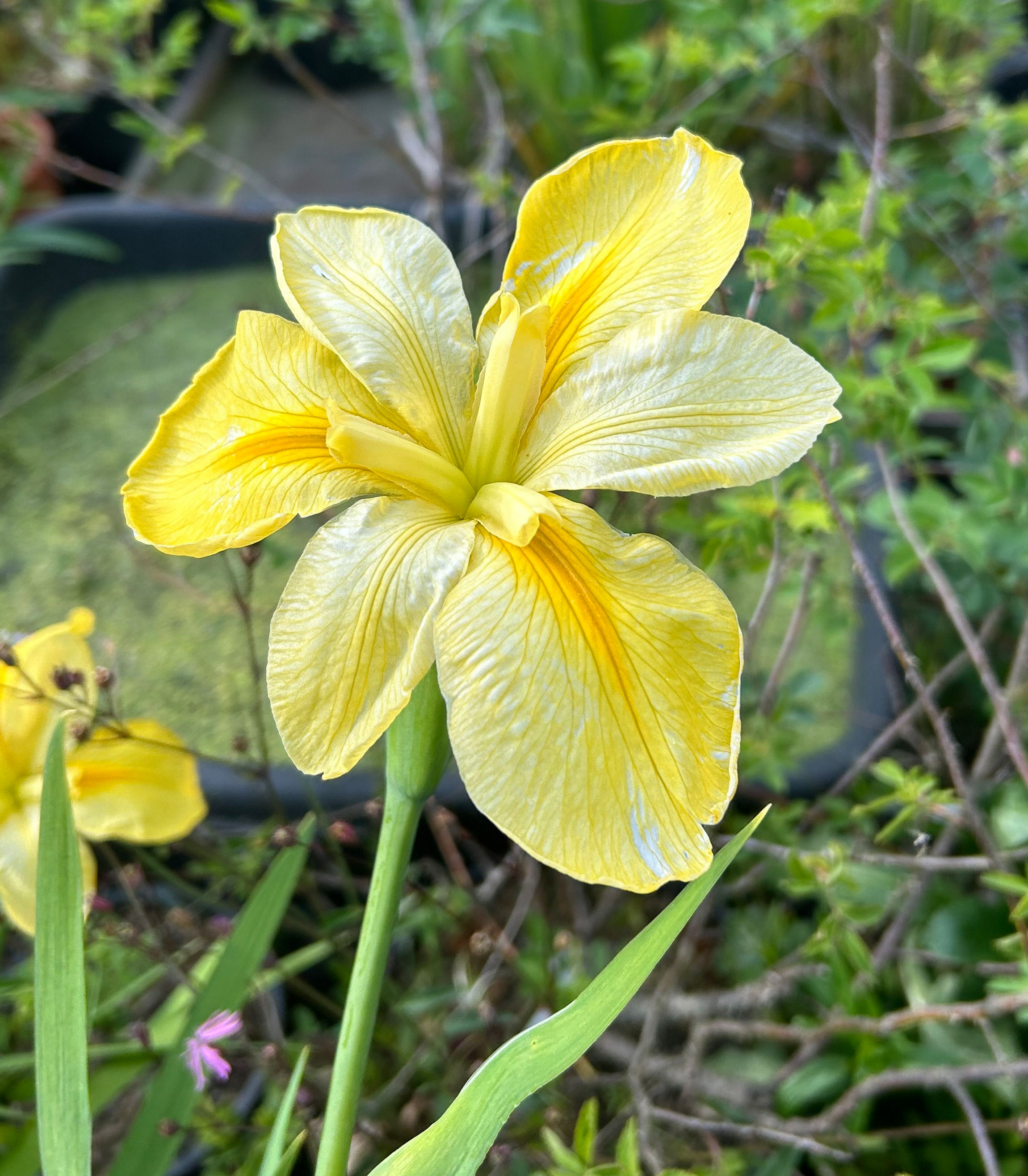 Iris Louisiana 'Laura Louise'