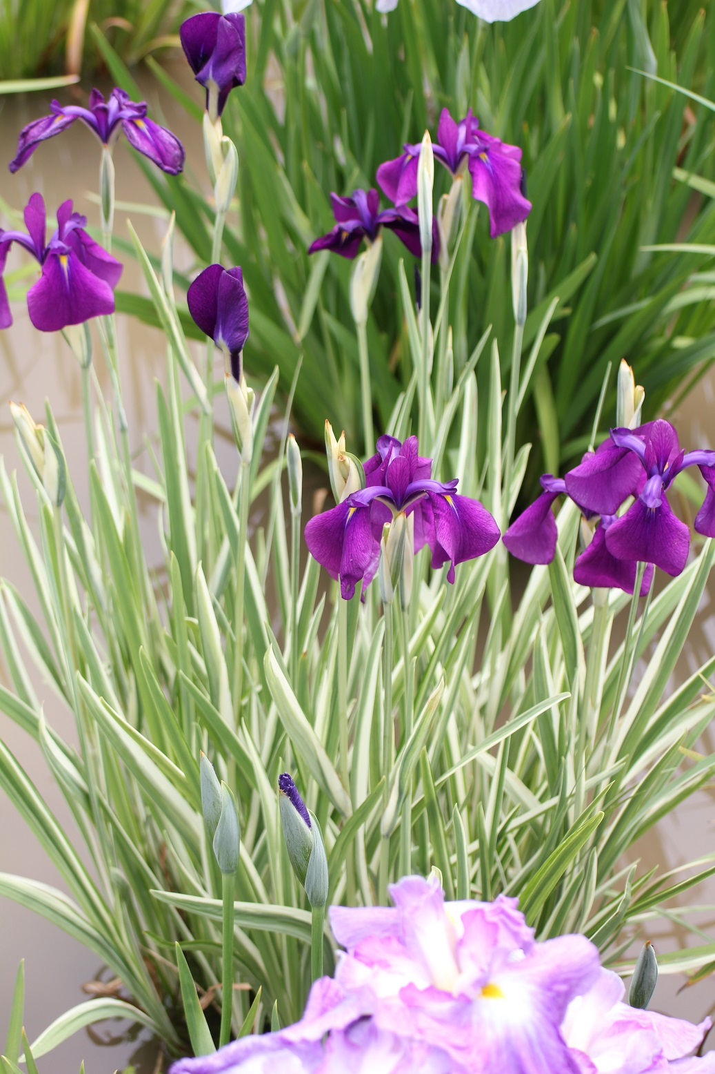 Iris ensata 'Variegata'