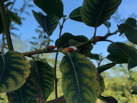 Non ha ancora perso le foglie e già prepara i “gattini”
