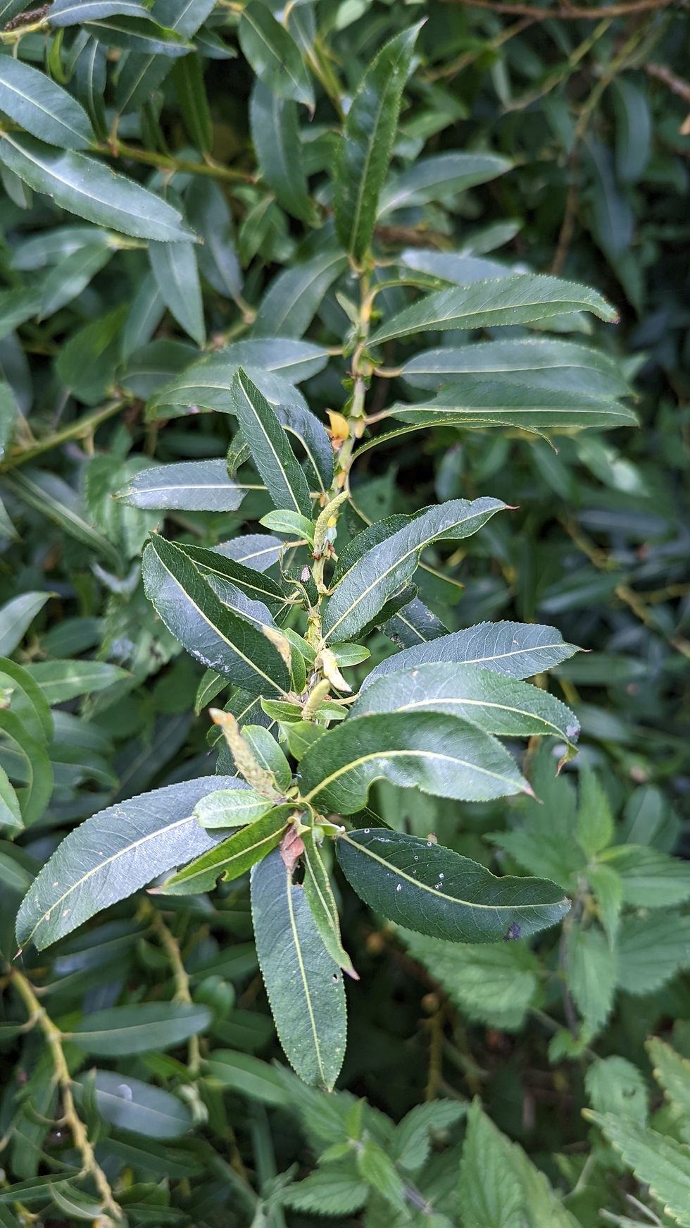 Miniatura: Salix triandra