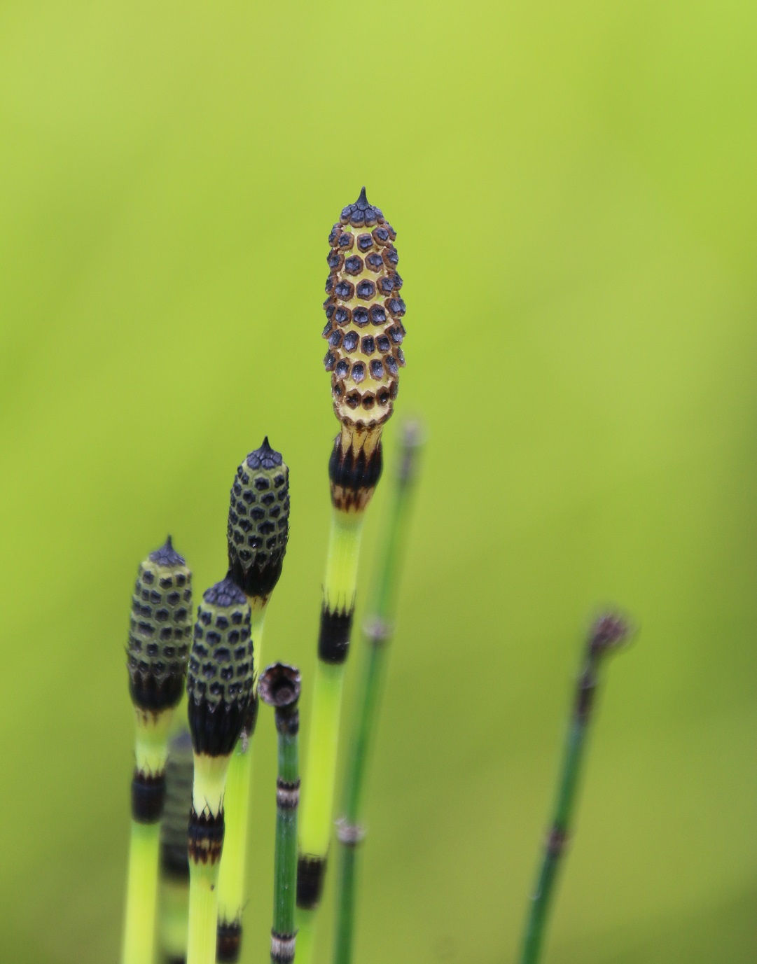 Equisetum hyemale 'Robustum'