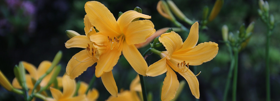 Hemerocallis_copertina.jpg