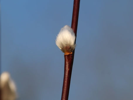 Salici per il Natale, salici per l'inverno