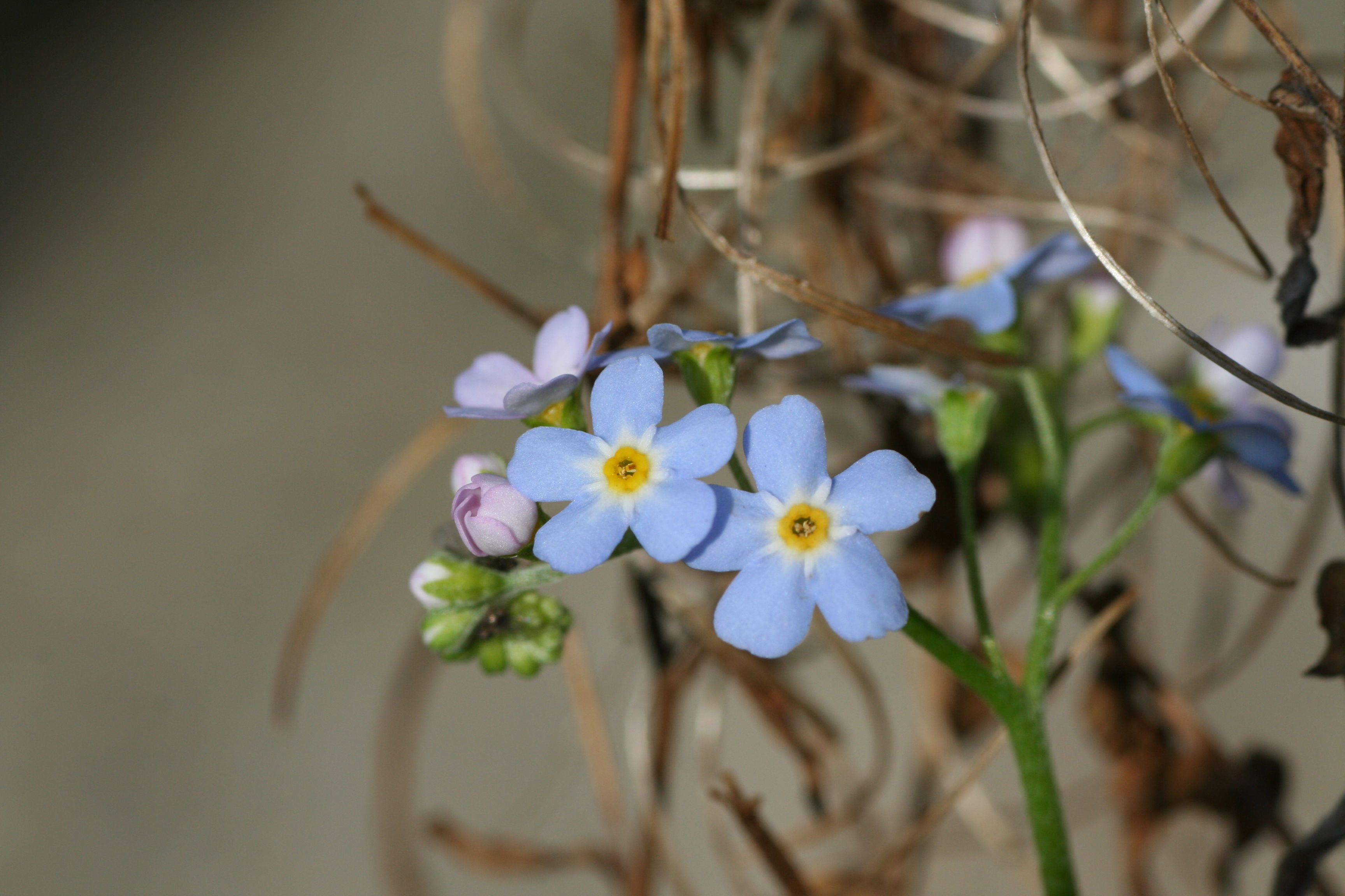 Myosotis palustris