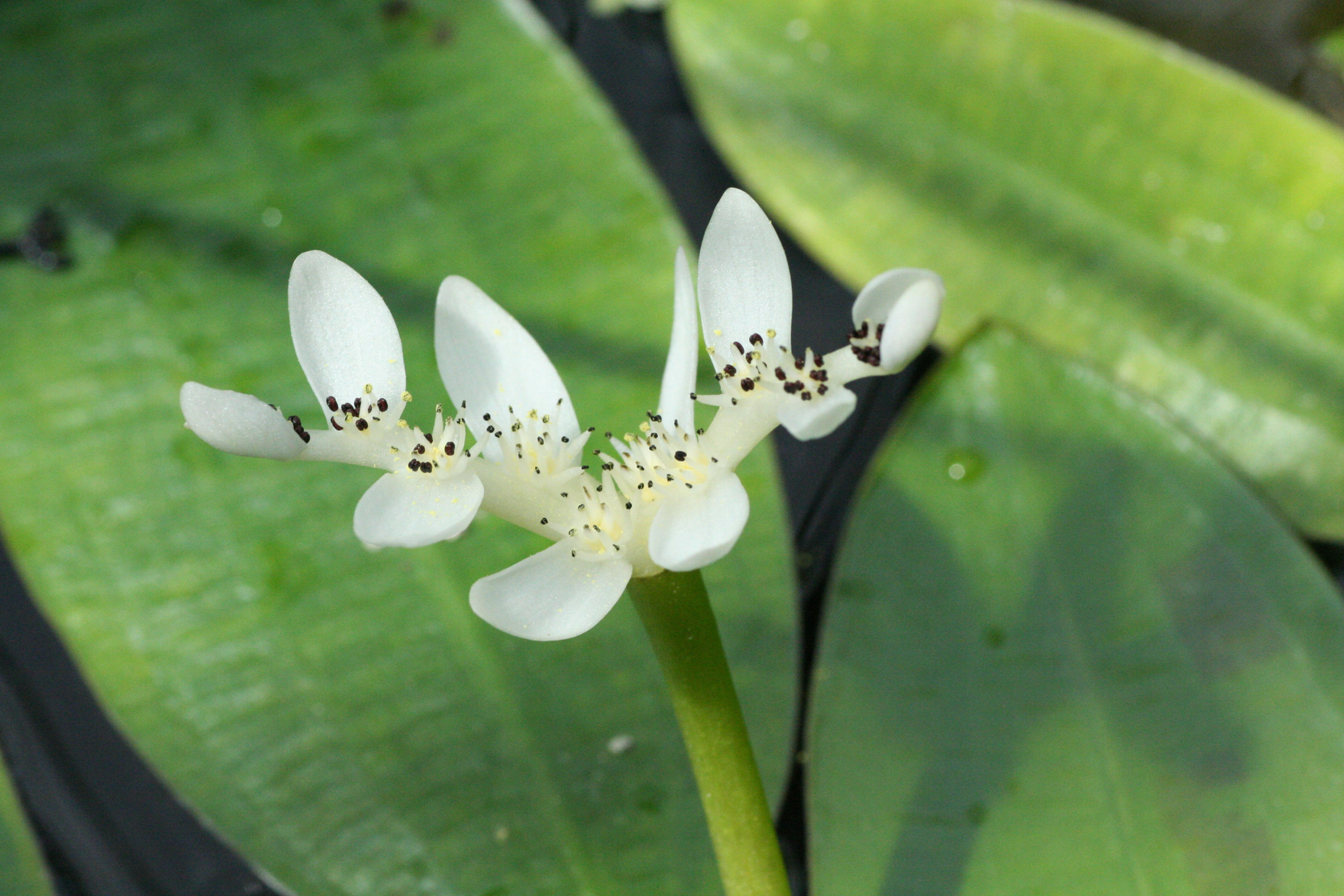 Aponogeton distachyos