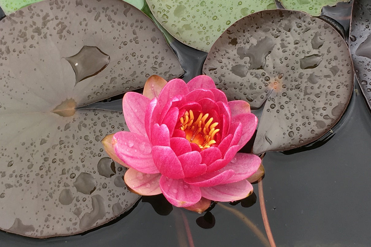 Nymphaea 'Perry's Baby Red' (ninfea nana)